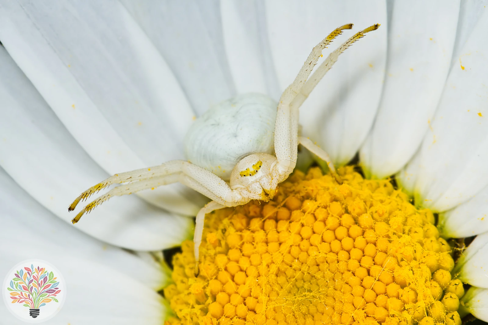 Veränderliche Krabbenspinne – Bild 3 von 7