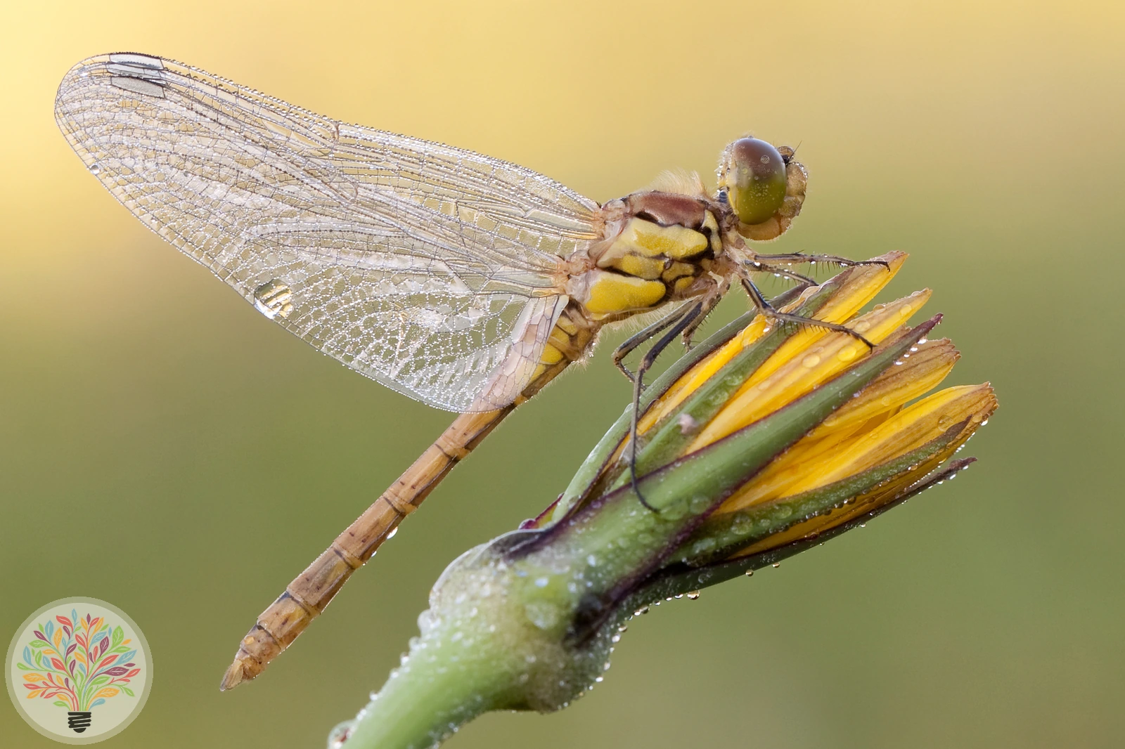 Steenrode heidelibel – Afbeelding 1 van 4