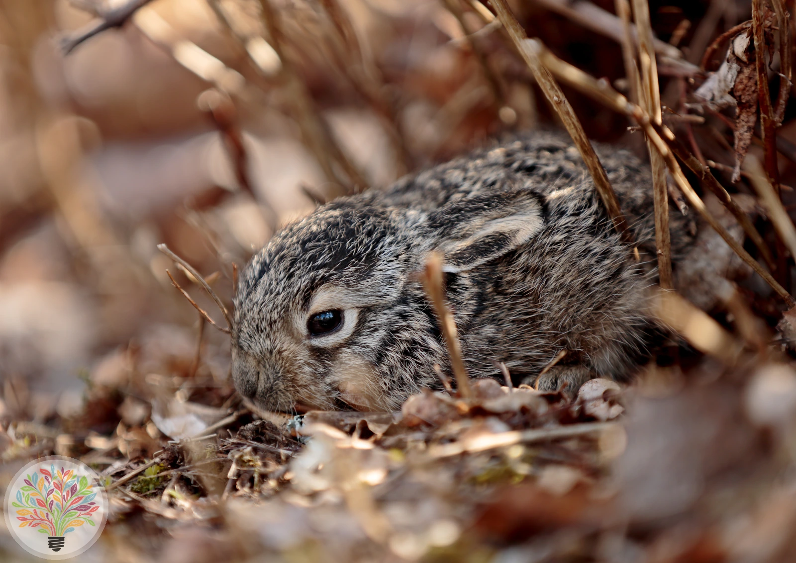 Feldhase – Bild 3 von 5