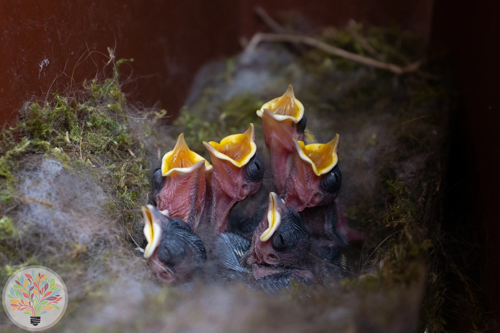 Cyanistes caeruleus – Imagine 6 din 7