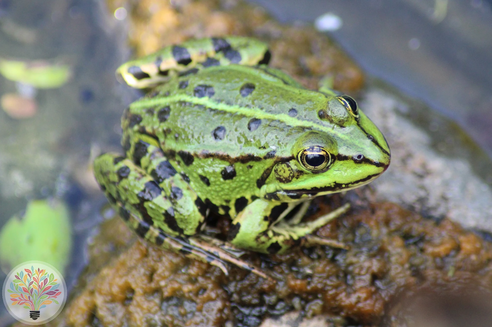 Pelophylax esculentus – Bild 2 von 4