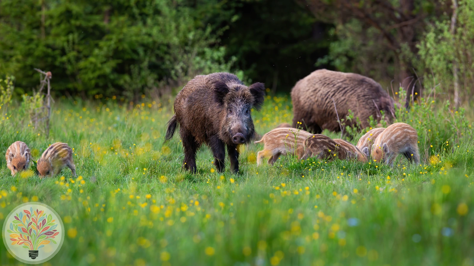 Wildschwein – Bild 5 von 5