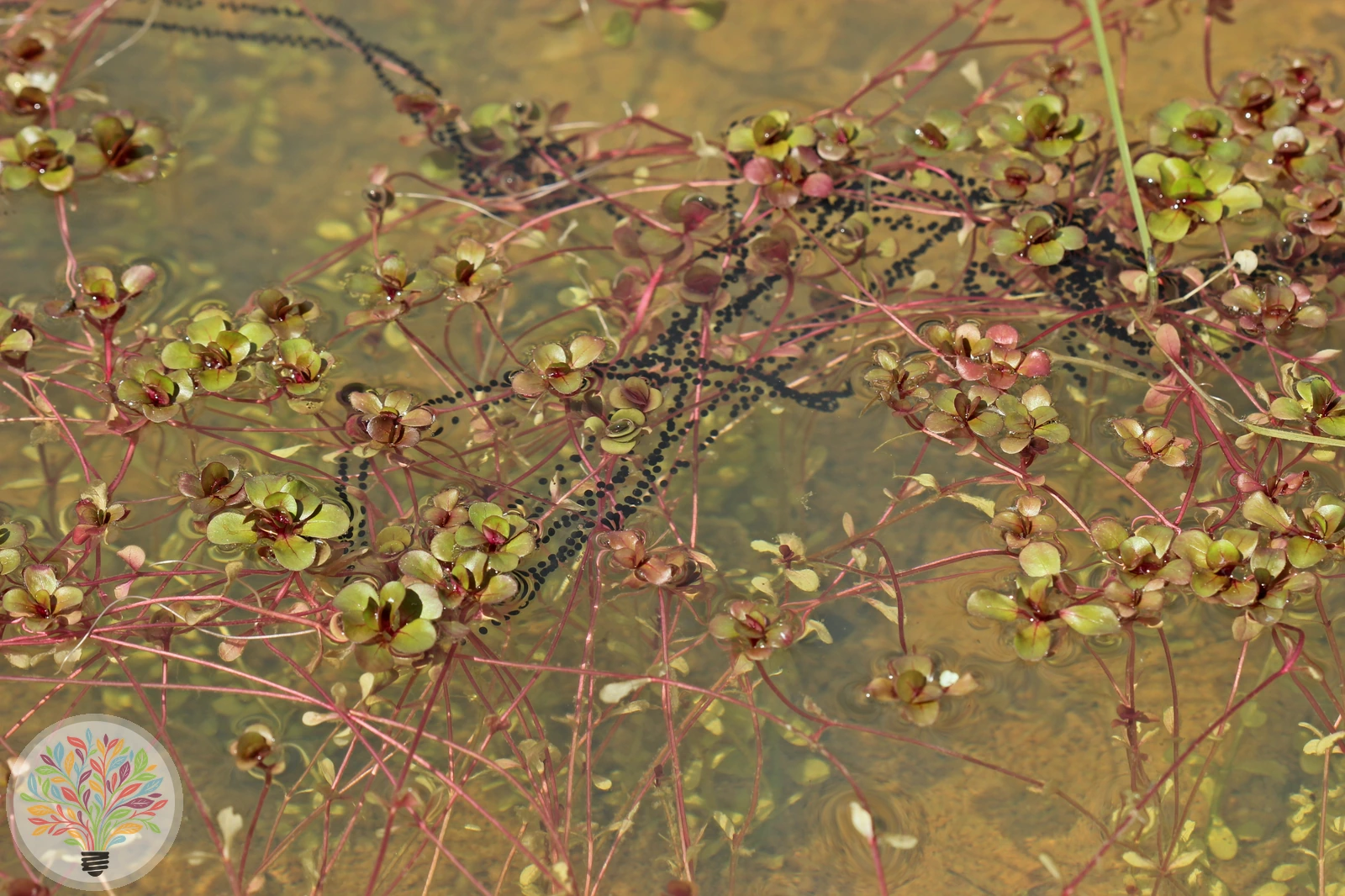 Kreuzkröte – Bild 3 von 6