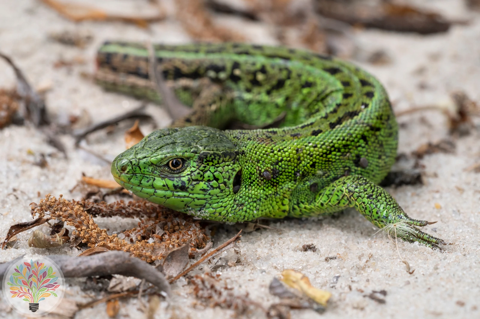 Grusinische Zauneidechse [grusinica] – Bild 3 von 5