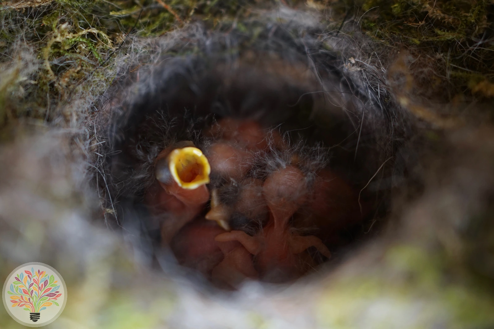 Parus major – Imagine 5 din 9