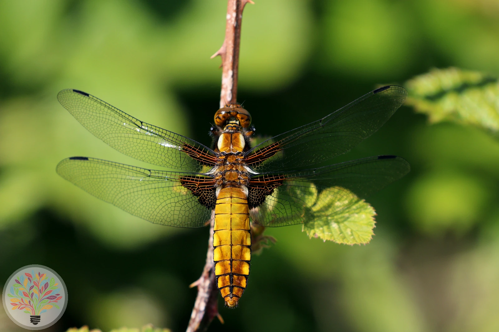 Libellula depressa – Afbeelding 2 van 3