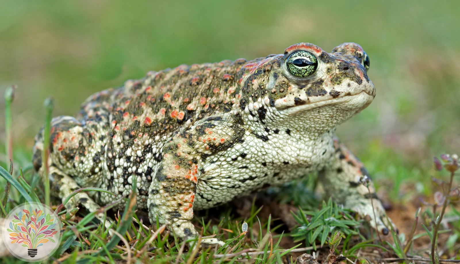 Kreuzkröte – Bild 4 von 6