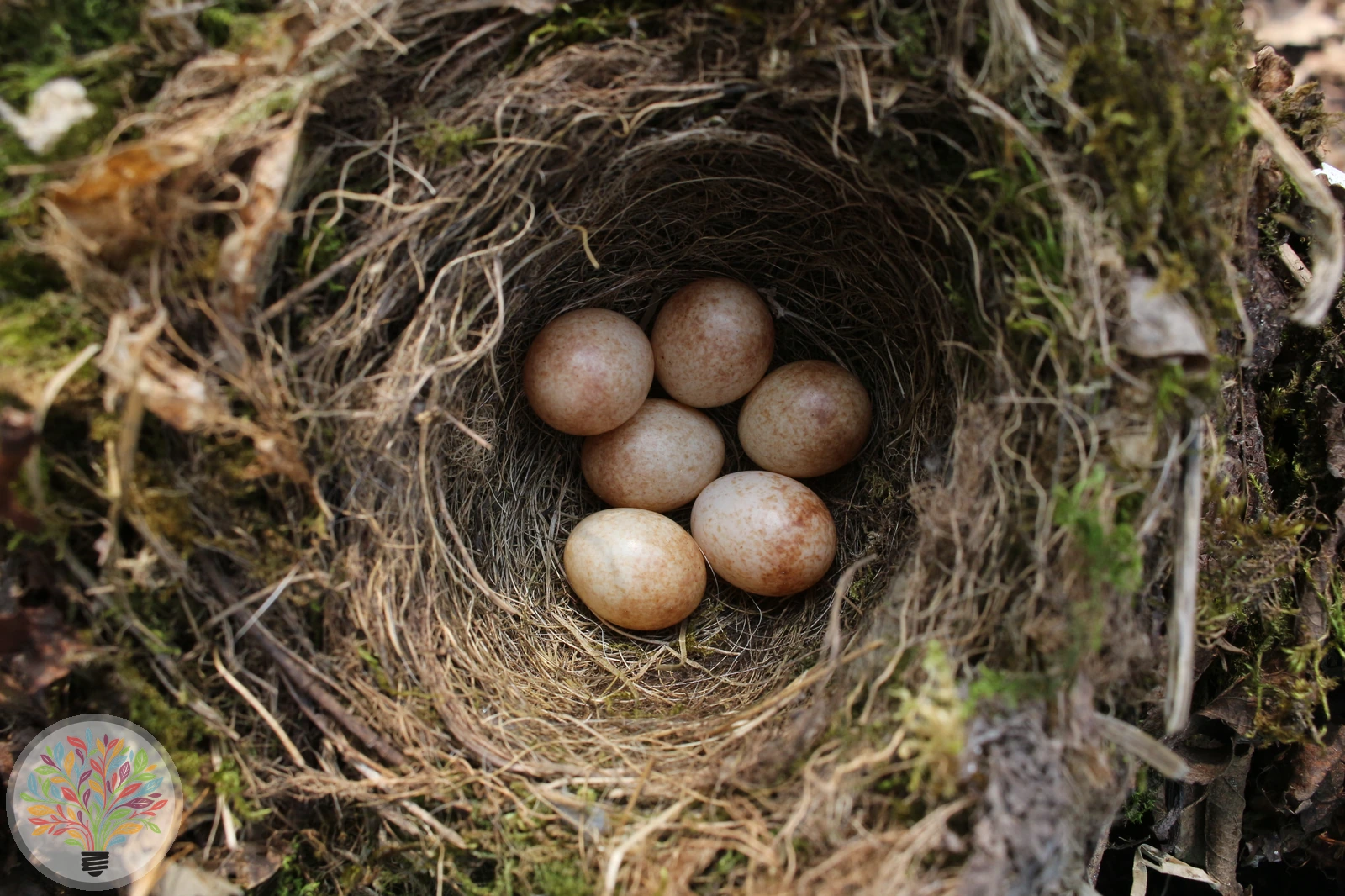 Erithacus rubecula – Imagine 3 din 6