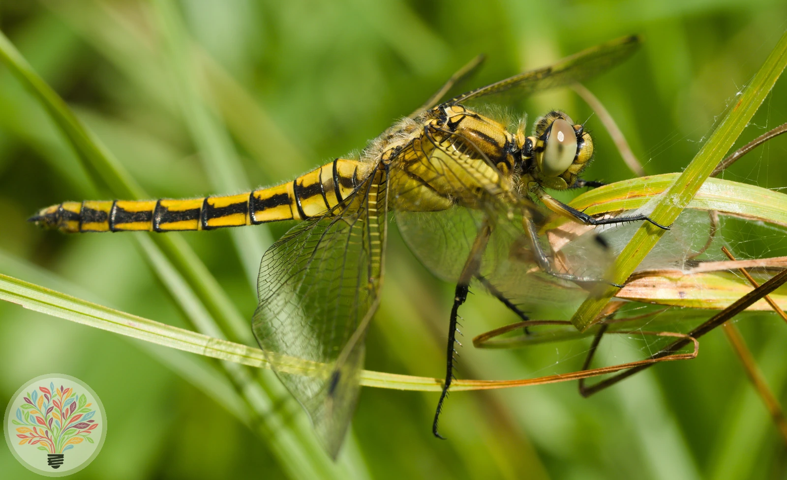 Gomphus flavipes – Afbeelding 1 van 2