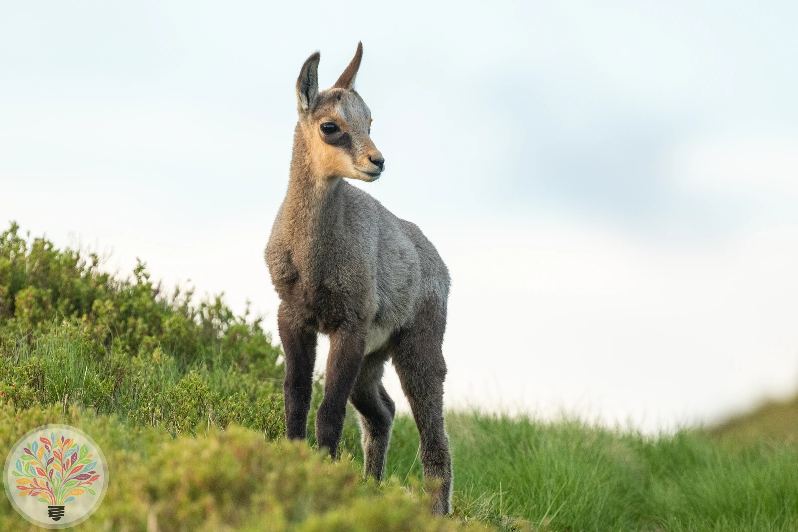 Gämse – Bild 2 von 3