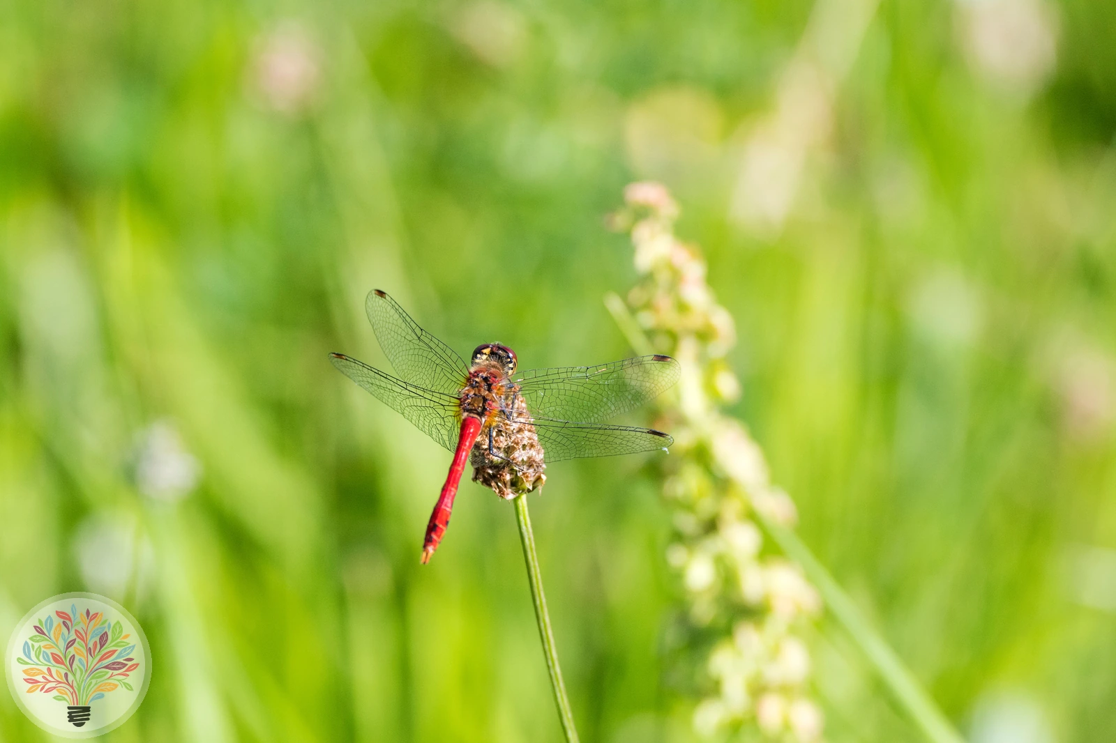 Kempense heidelibel – Afbeelding 1 van 2