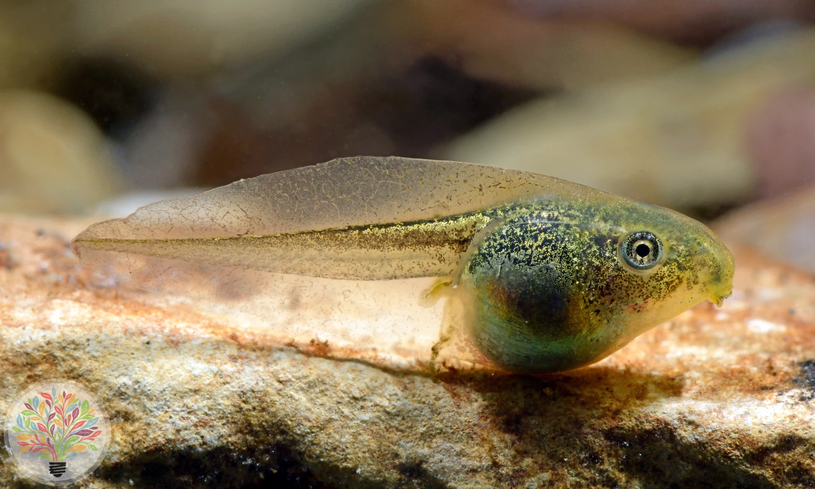 Europäischer Laubfrosch – Bild 4 von 5