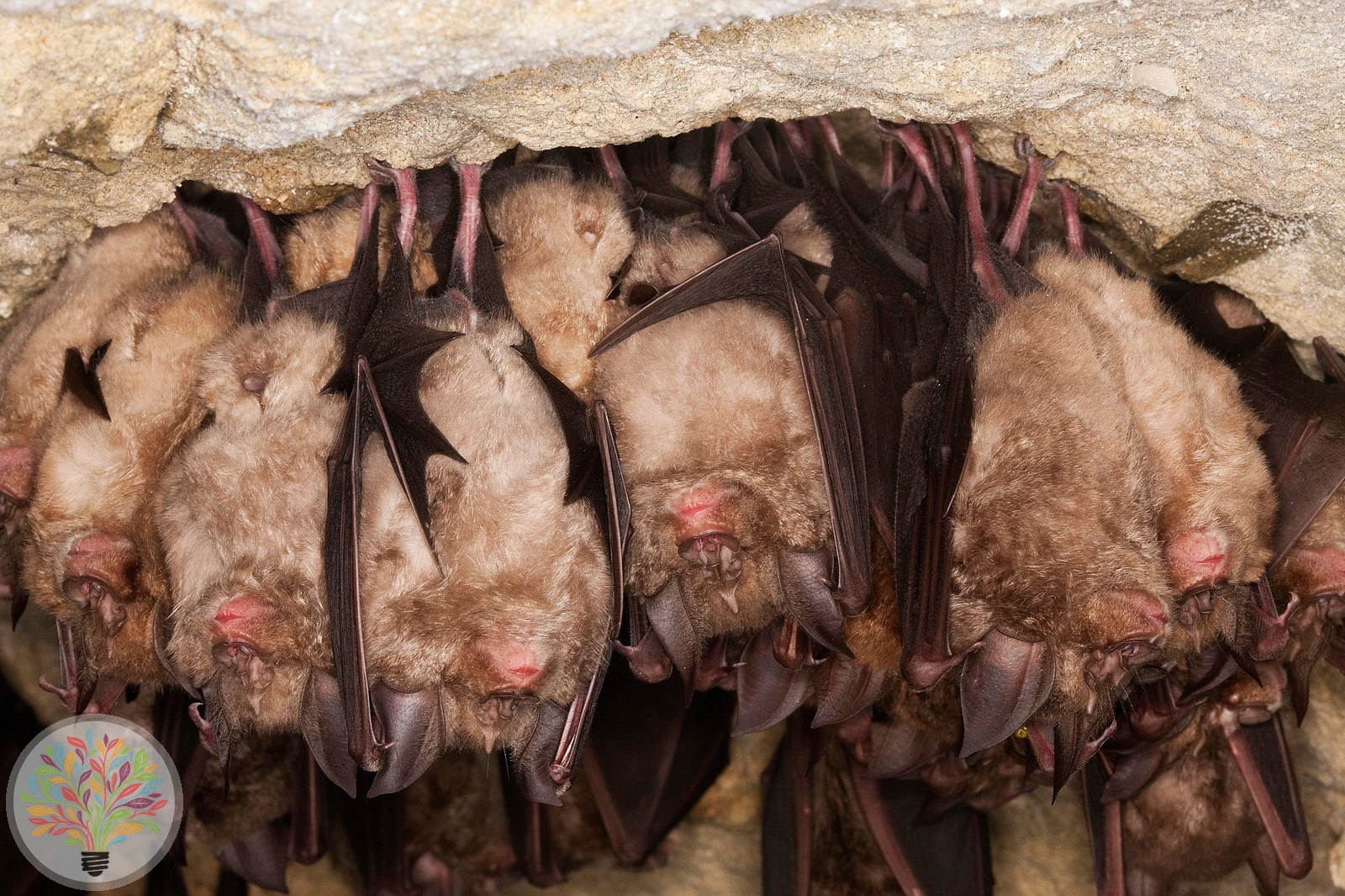 Große Hufeisennase – Bild 2 von 2