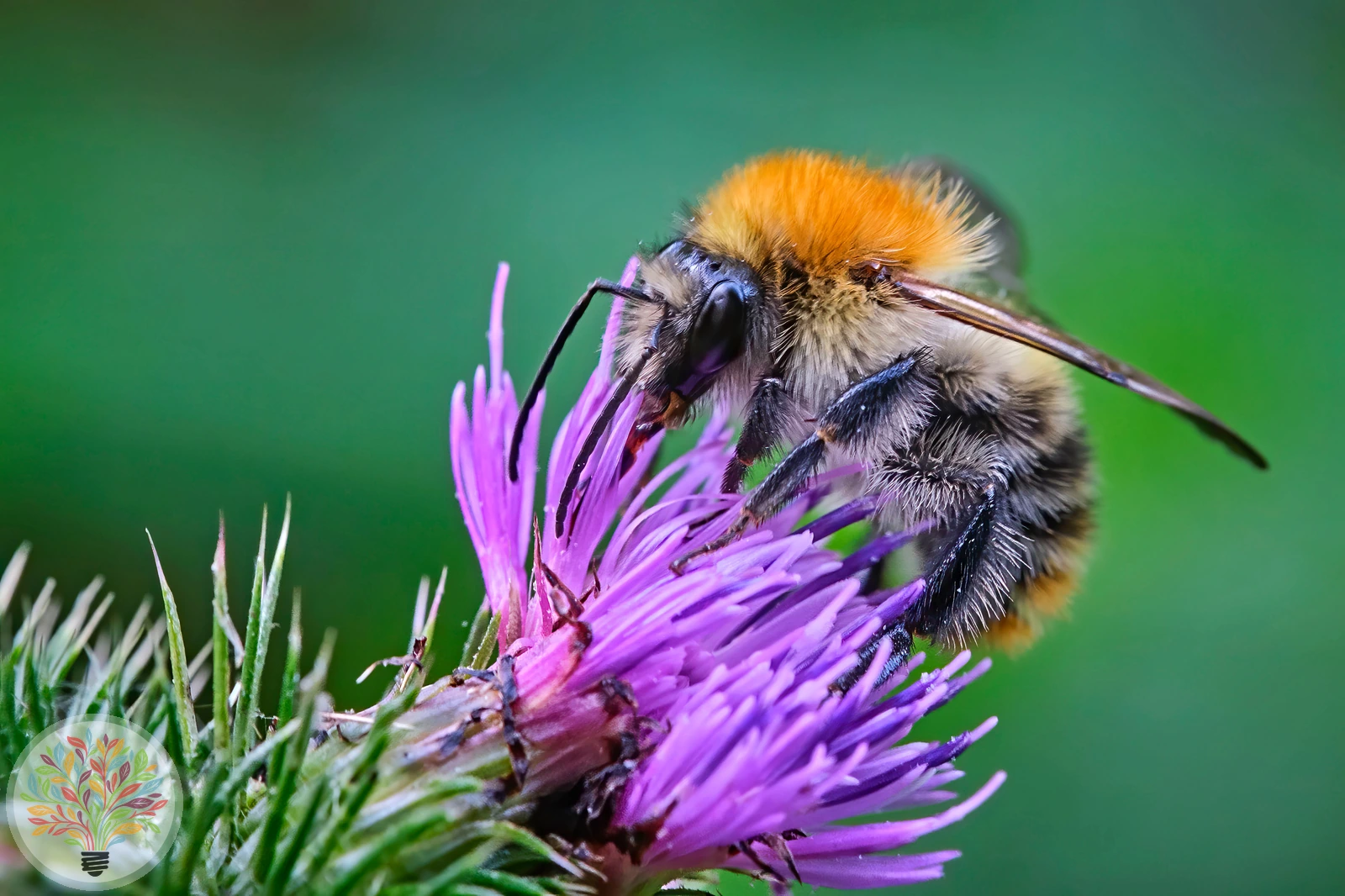 Ackerhummel – Bild 2 von 2