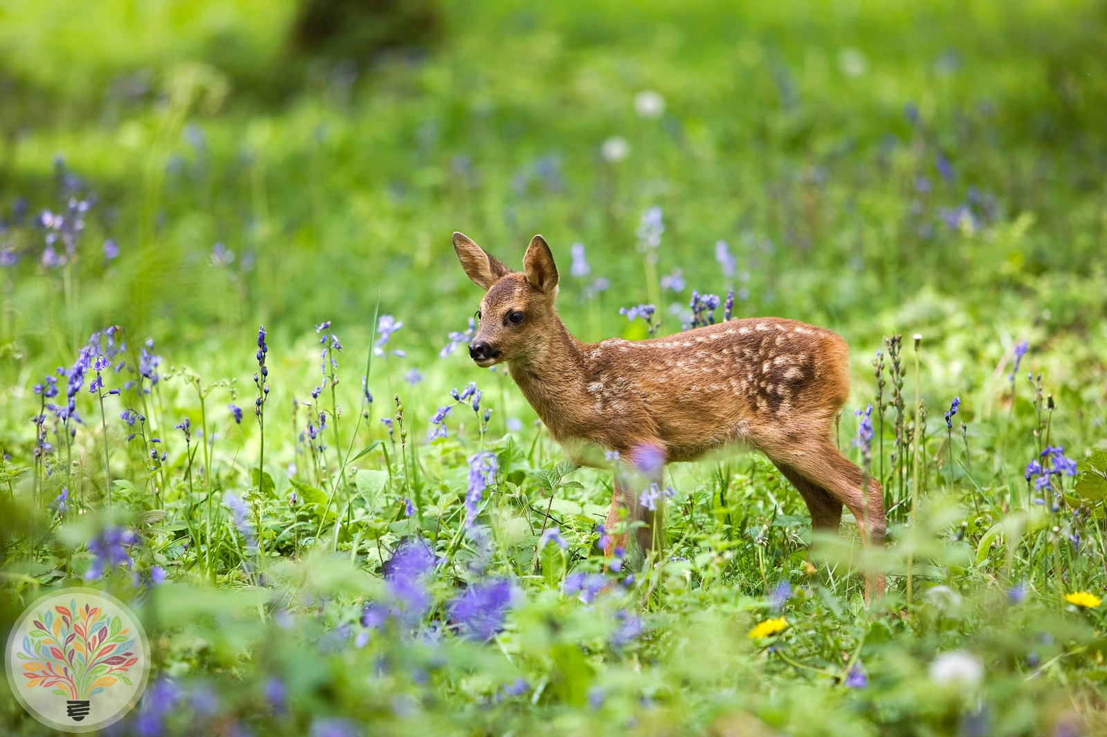 Reh – Bild 3 von 3