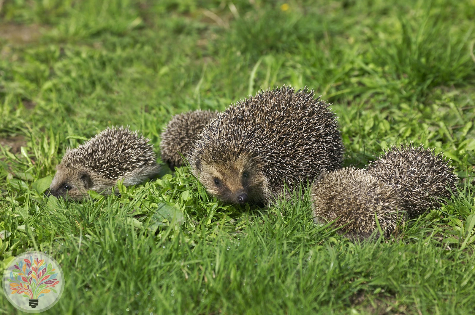 Braunbrustigel – Bild 3 von 3