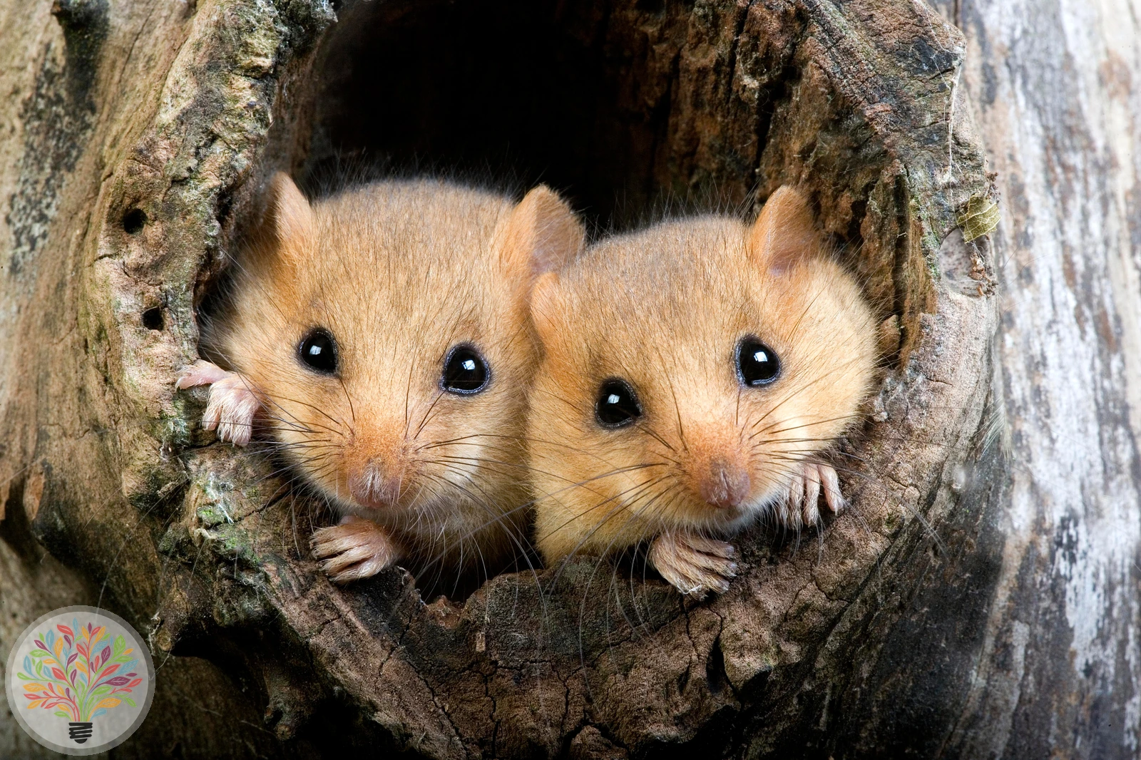 Haselmaus – Bild 2 von 3