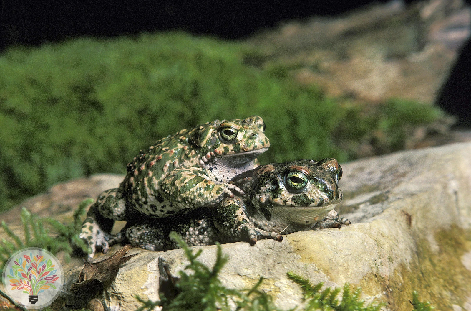 Kreuzkröte – Bild 5 von 6