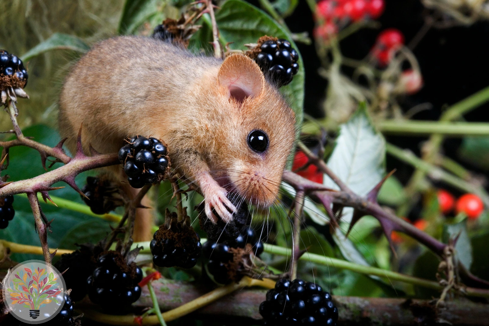 Haselmaus – Bild 3 von 3
