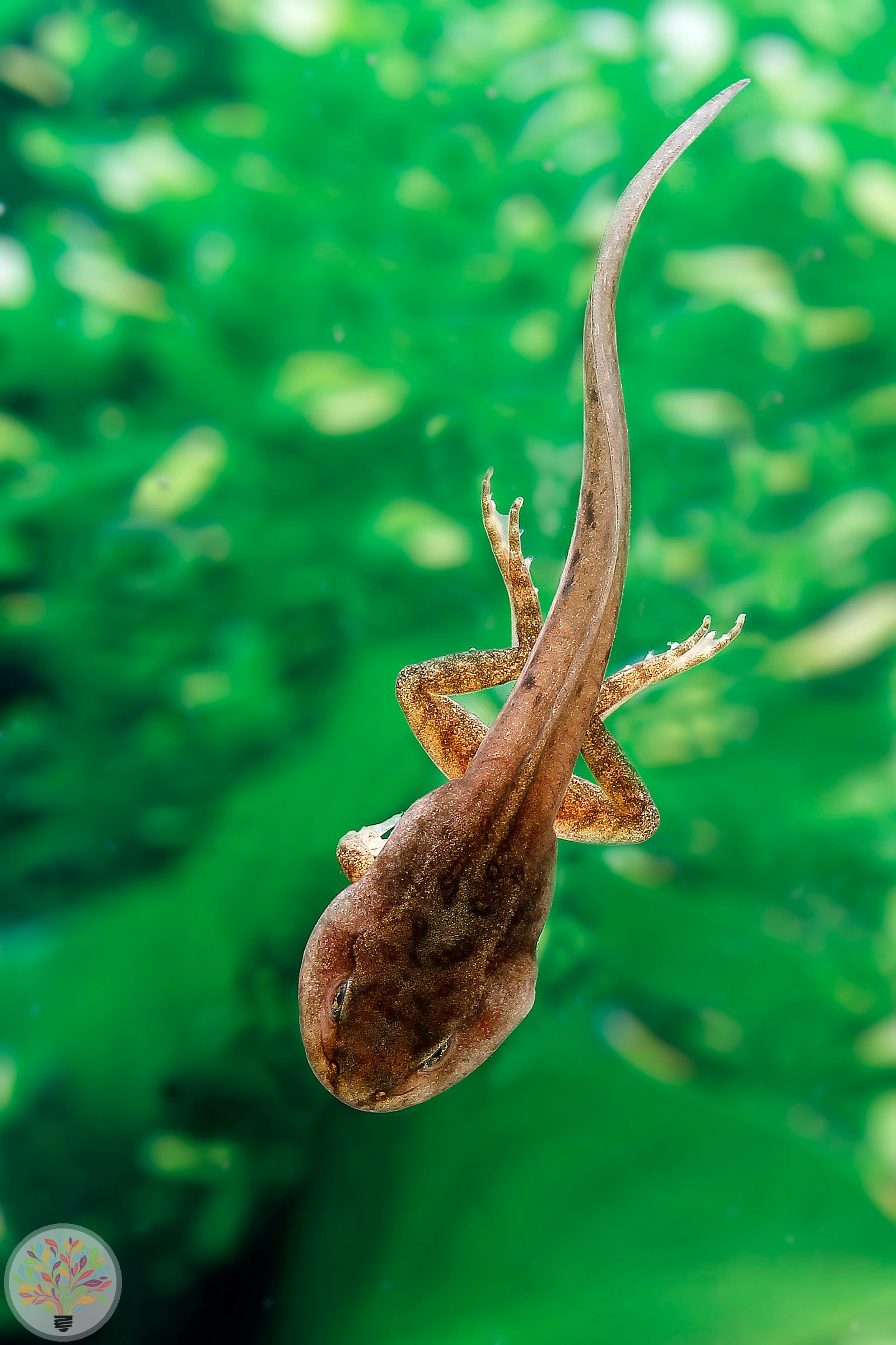 Pelophylax esculentus – Bild 3 von 4