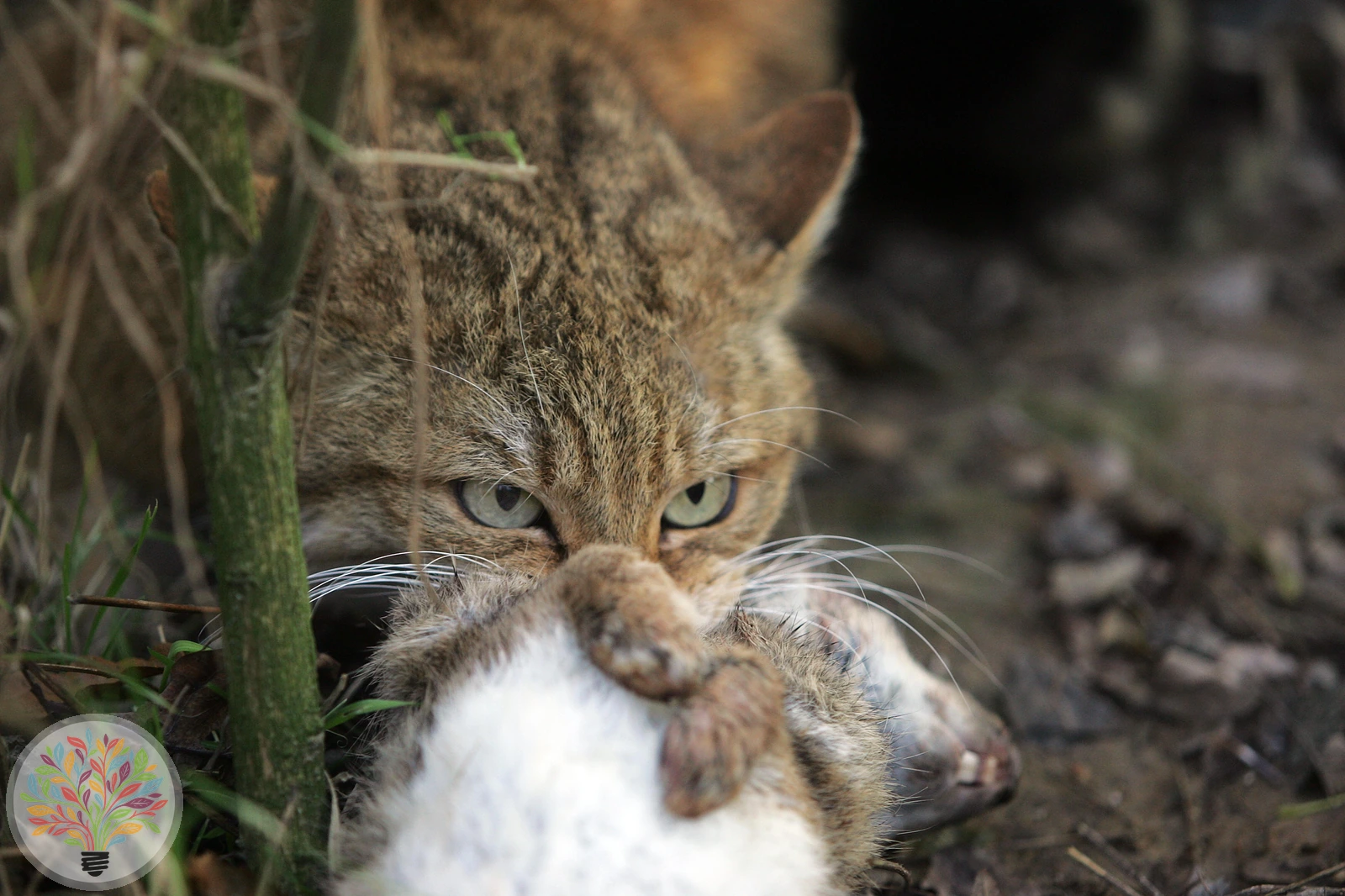 Wildkatze – Bild 2 von 3