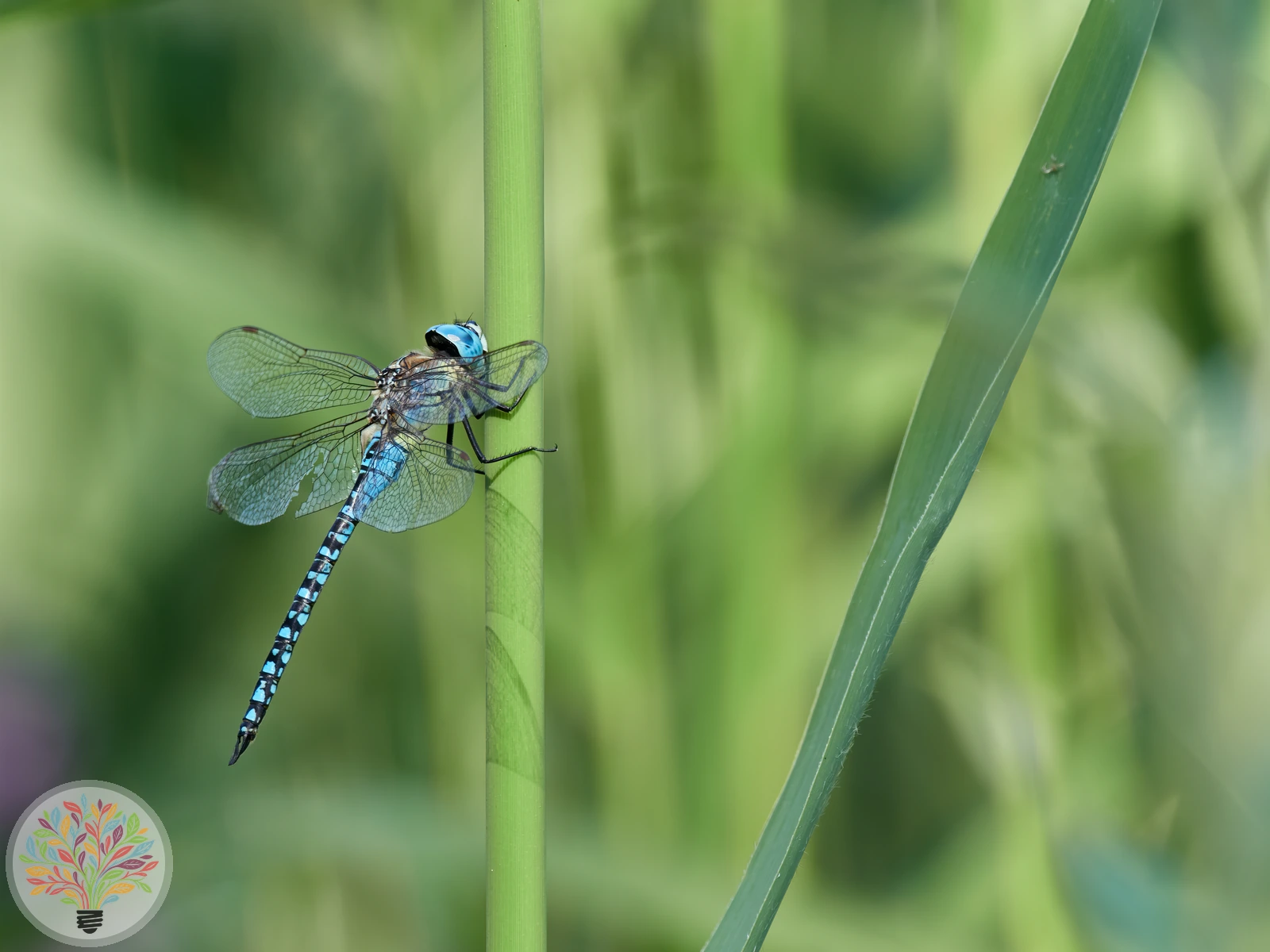 Aeshna affinis – Afbeelding 2 van 5