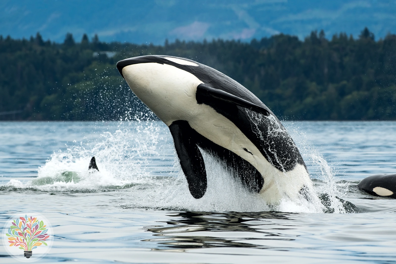 Orcinus orca – Bild 3 von 4