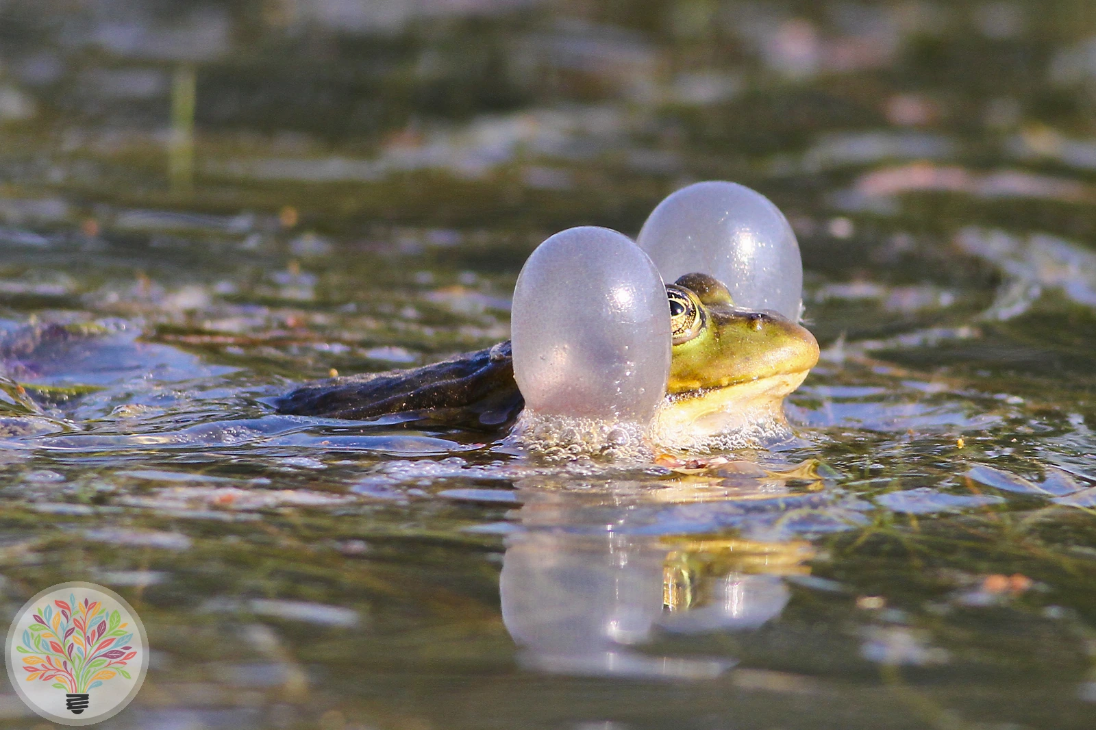 Grasfrosch – Bild 5 von 6