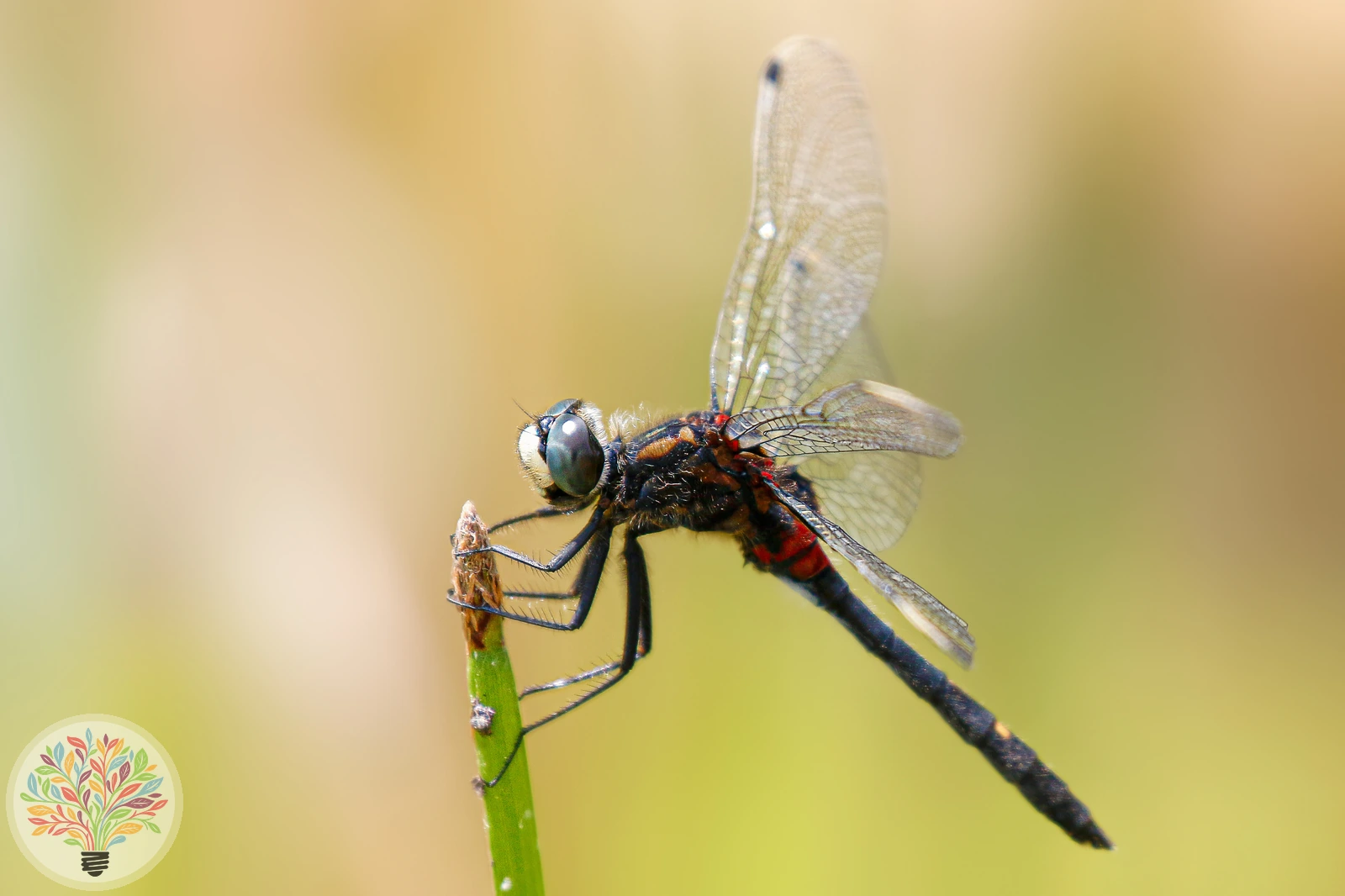 Noordse witsnuitlibel – Afbeelding 2 van 3
