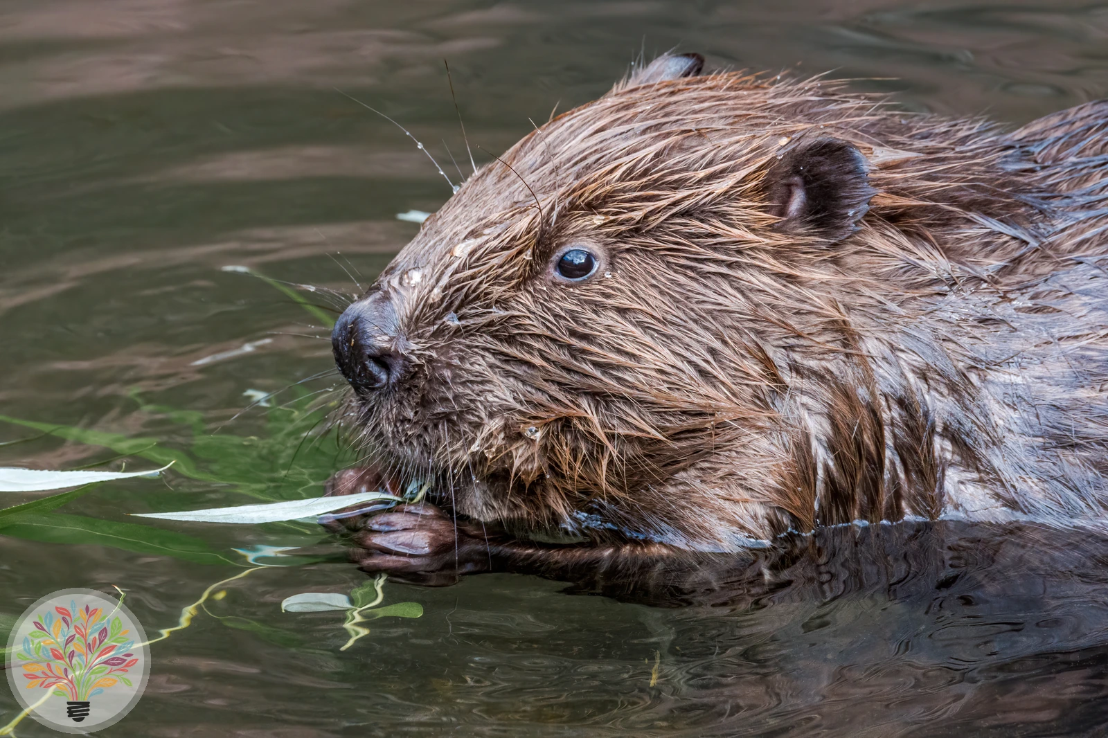 Europäischer Biber – Bild 3 von 4