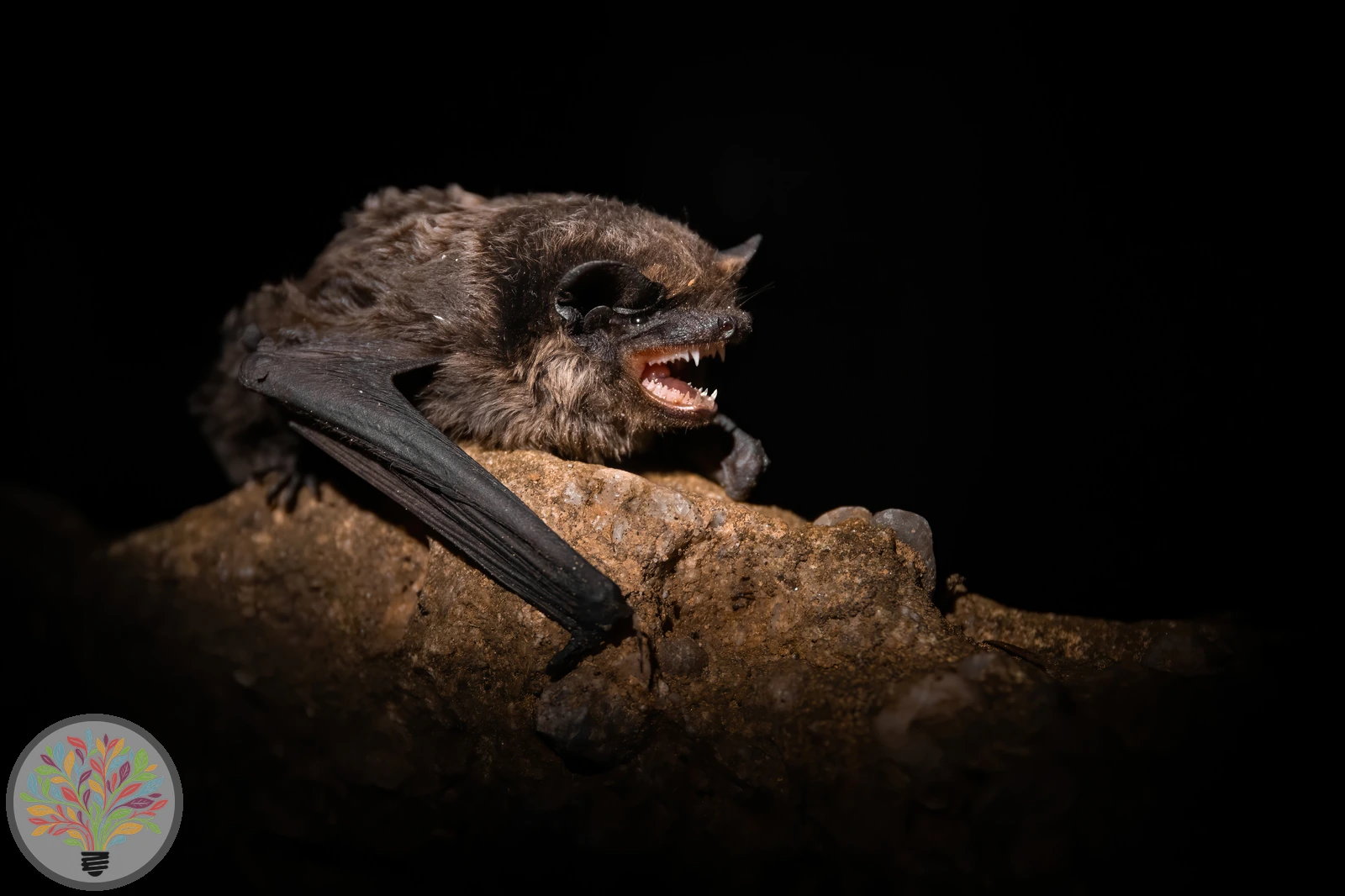 Wasserfledermaus – Bild 2 von 3