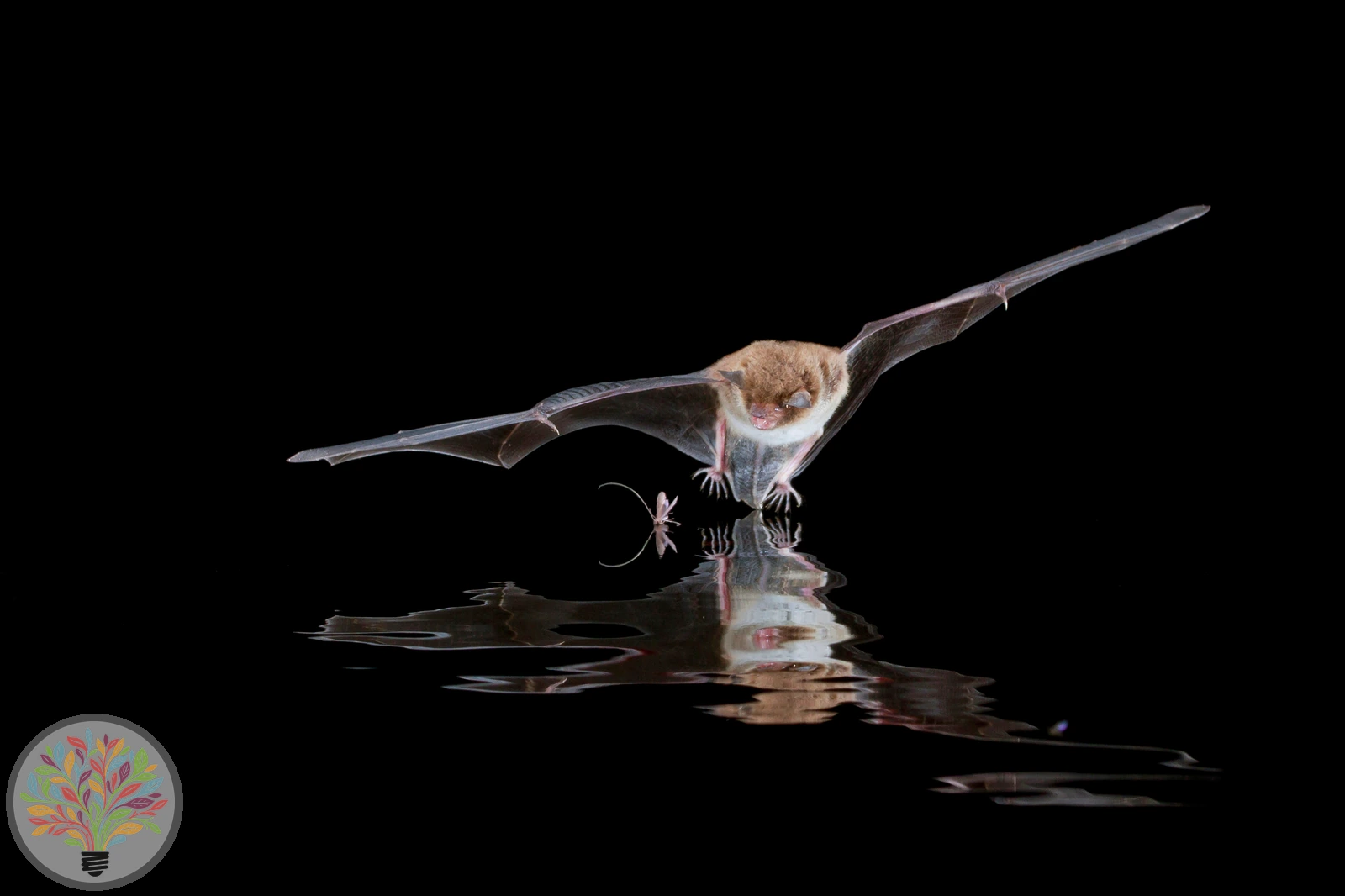 Wasserfledermaus – Bild 3 von 3