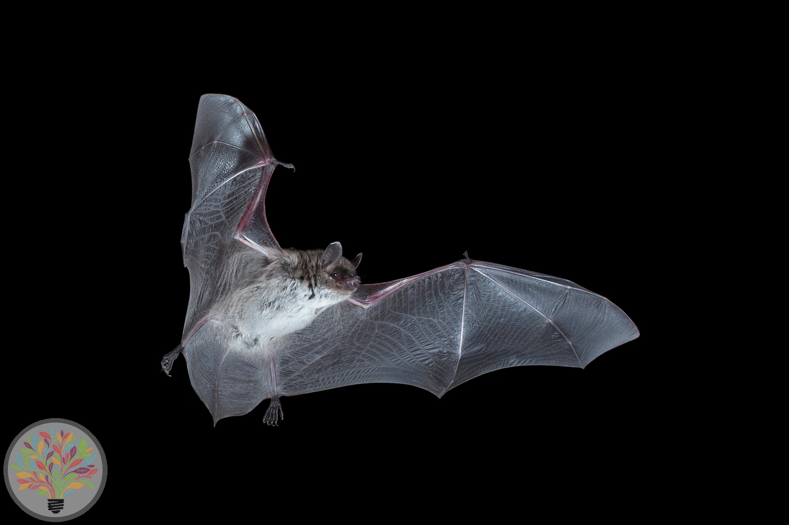 Teichfledermaus – Bild 1 von 2