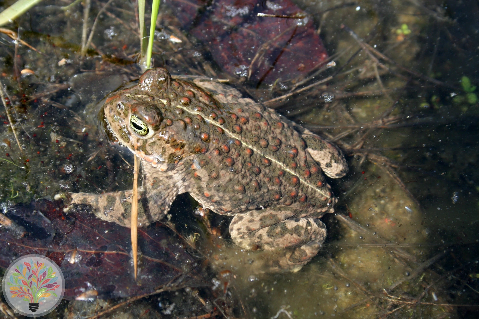 Kreuzkröte – Bild 6 von 6