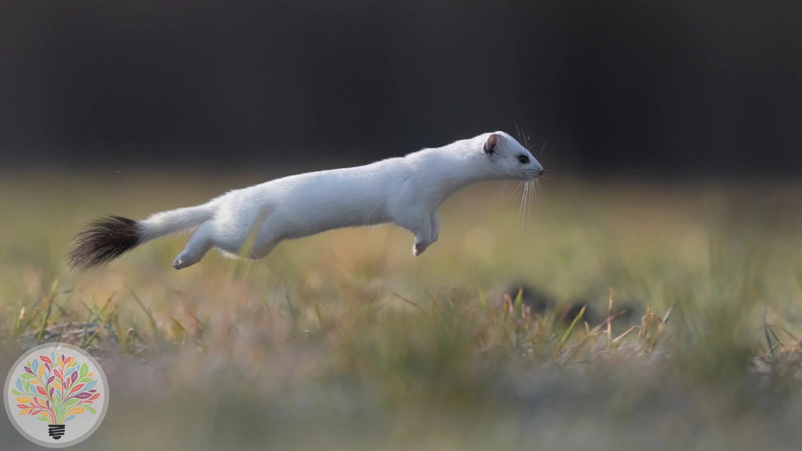 Hermelin – Bild 3 von 6