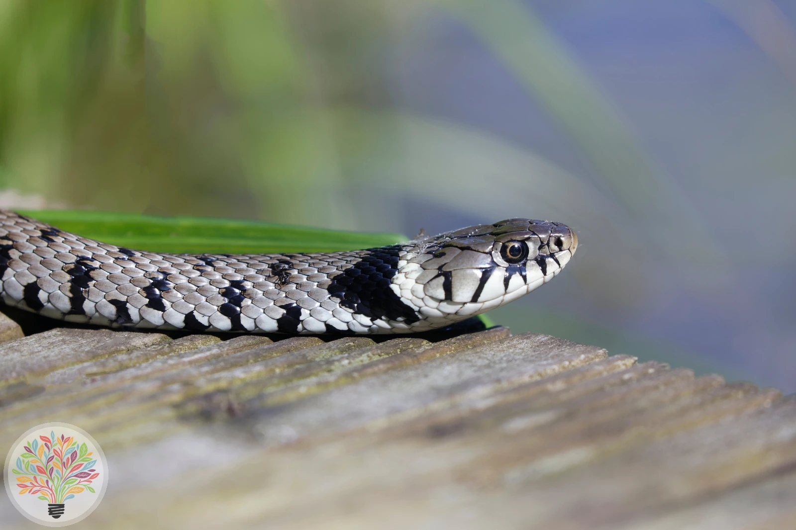 Barren-Ringelnatter – Bild 2 von 3