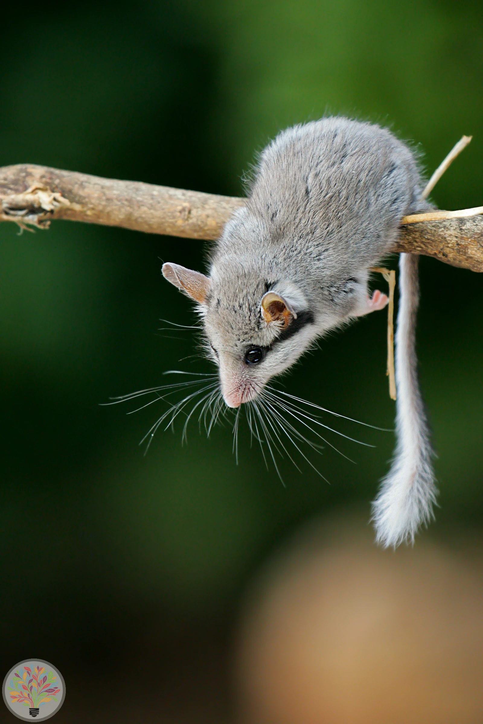 Gartenschläfer – Bild 1 von 3