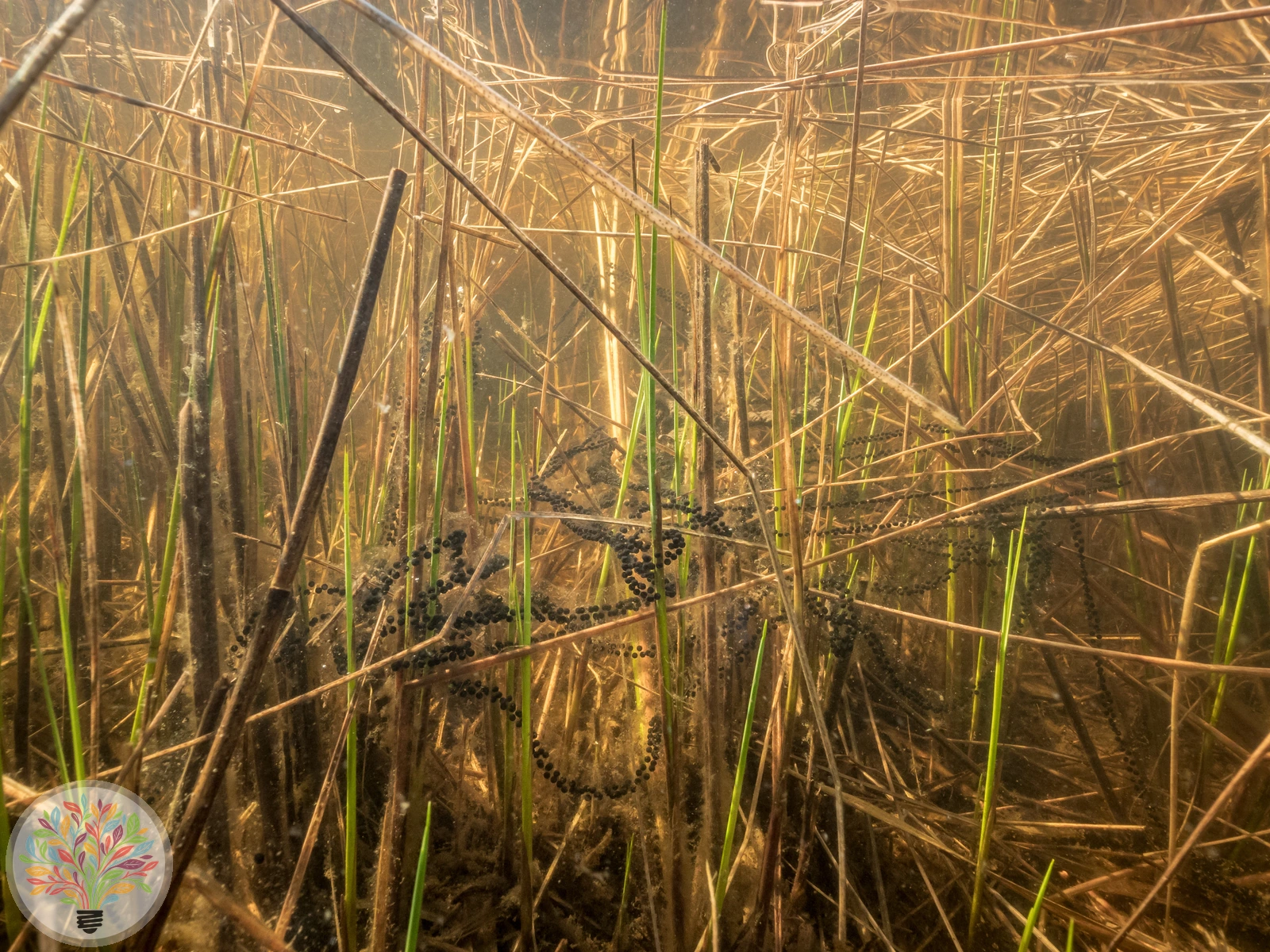 Erdkröte – Bild 3 von 4