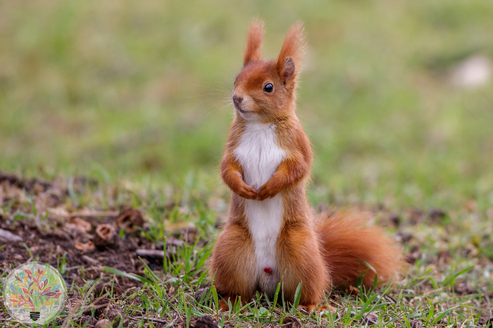 Eichhörnchen – Bild 4 von 5