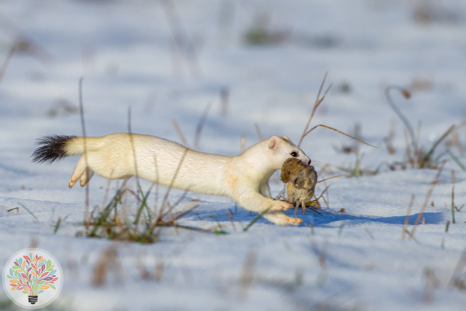 Hermelin – Bild 4 von 6