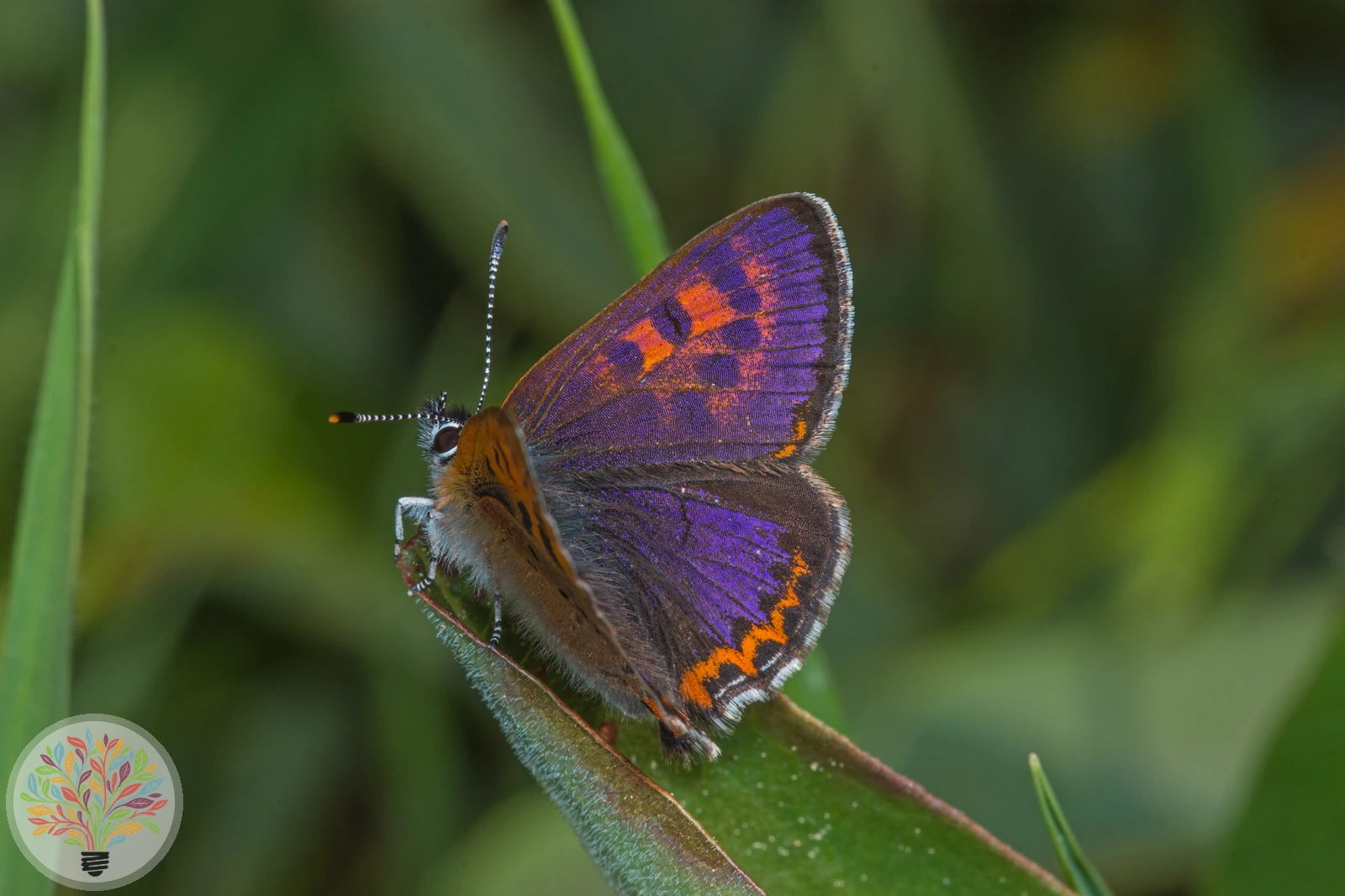 Blauschillernde Feuerfalter – Bild 2 von 2