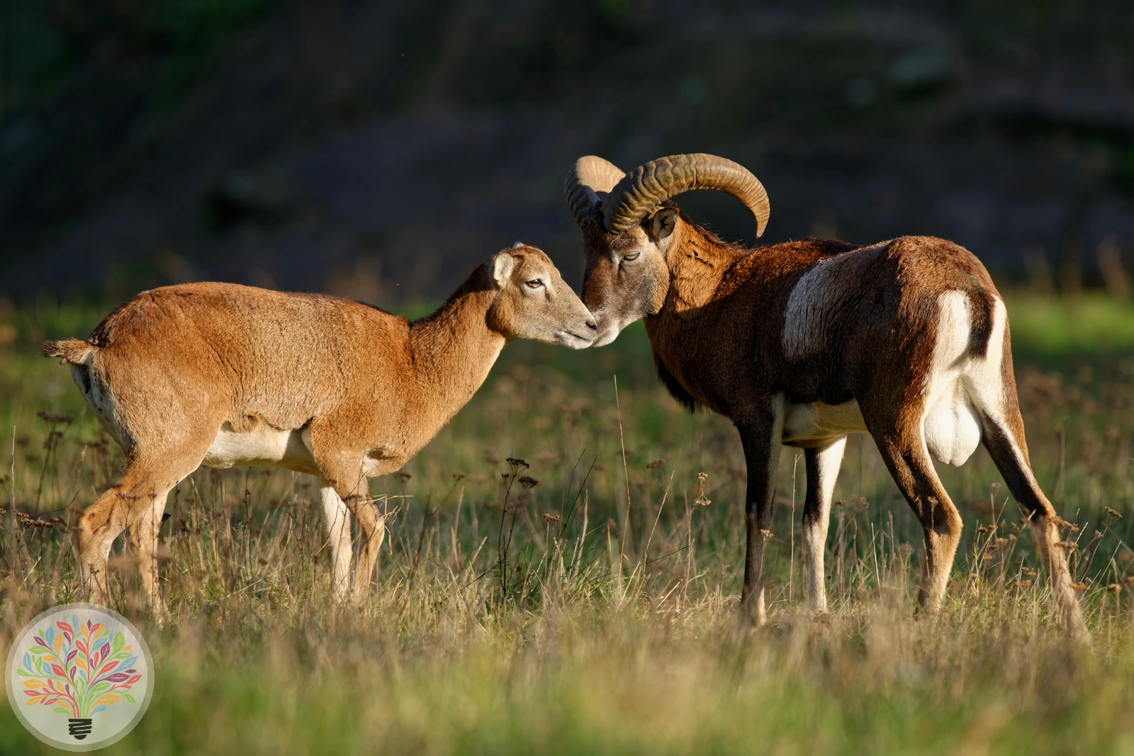 Mufflon – Bild 2 von 3