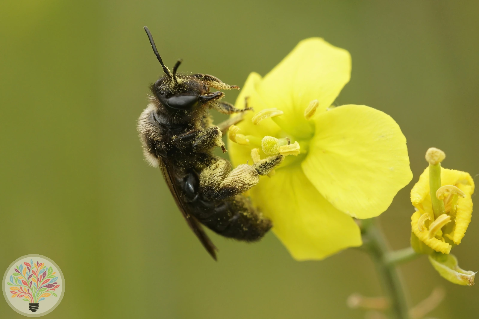 Schwarze Köhlersandbiene – Bild 2 von 2