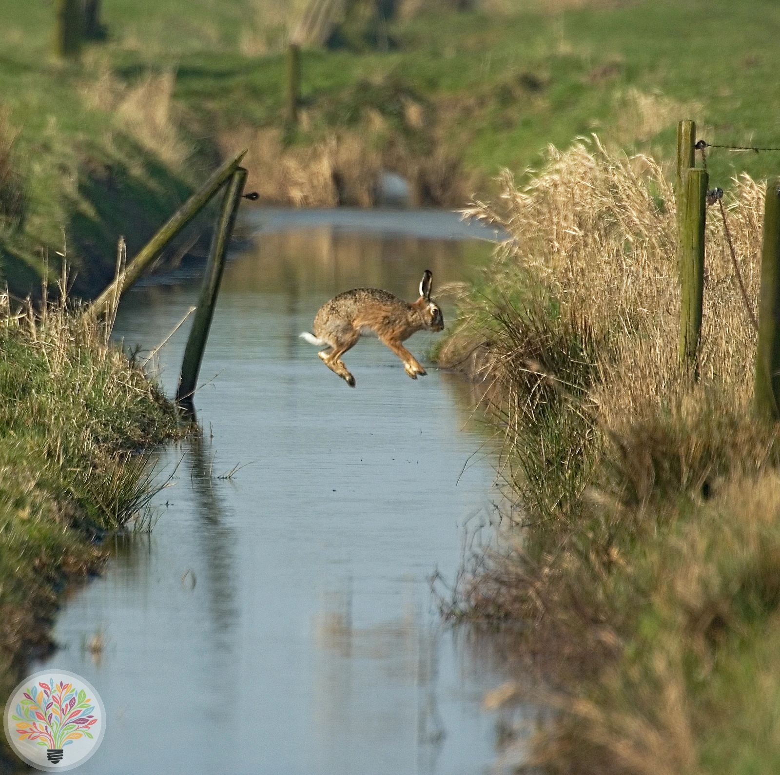 Feldhase – Bild 4 von 5