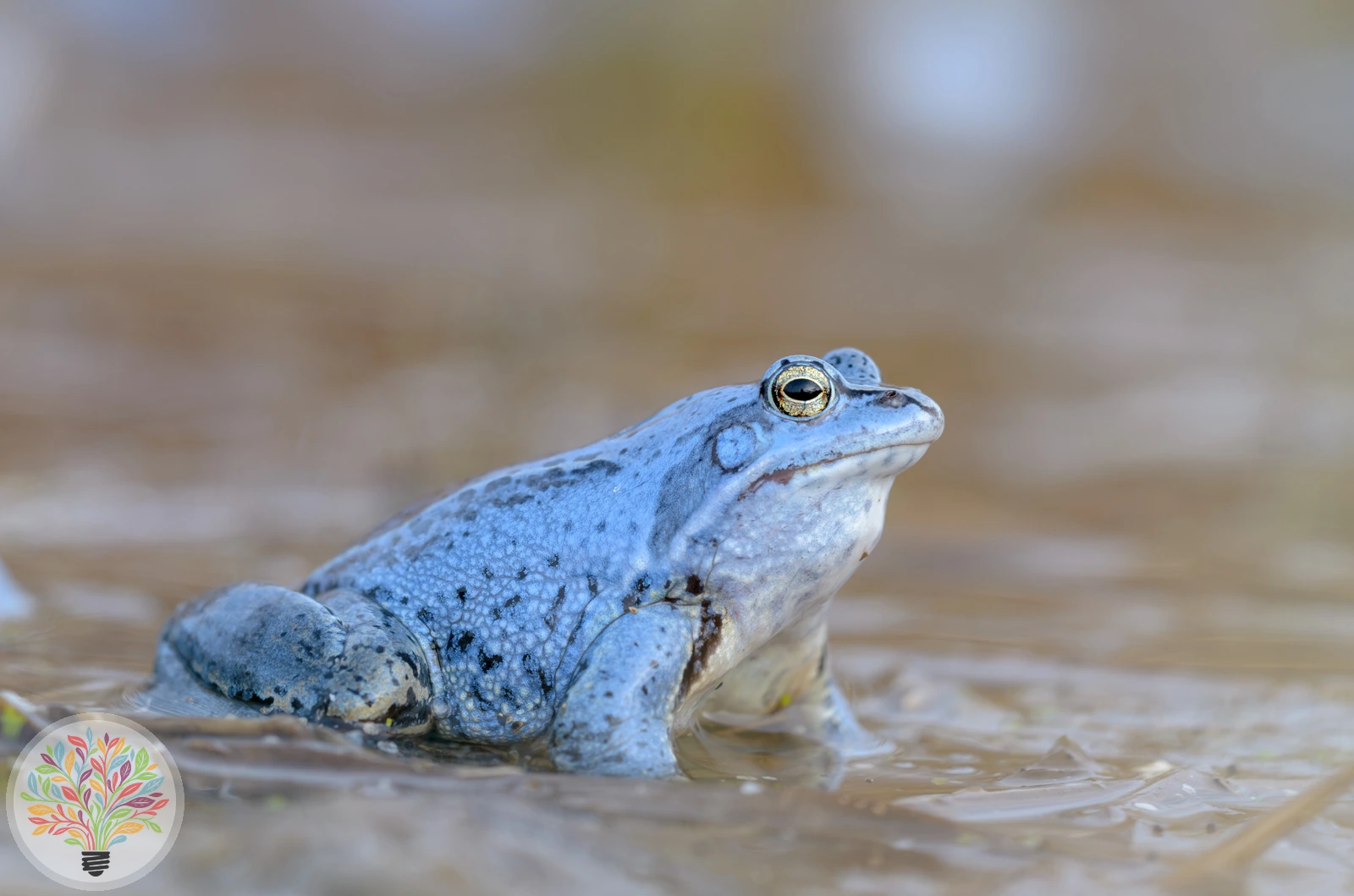 Moorfrosch – Bild 4 von 4