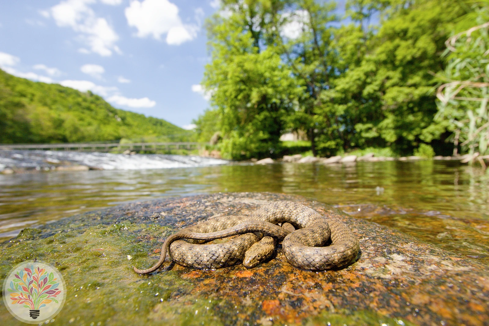 Würfelnatter – Bild 3 von 4