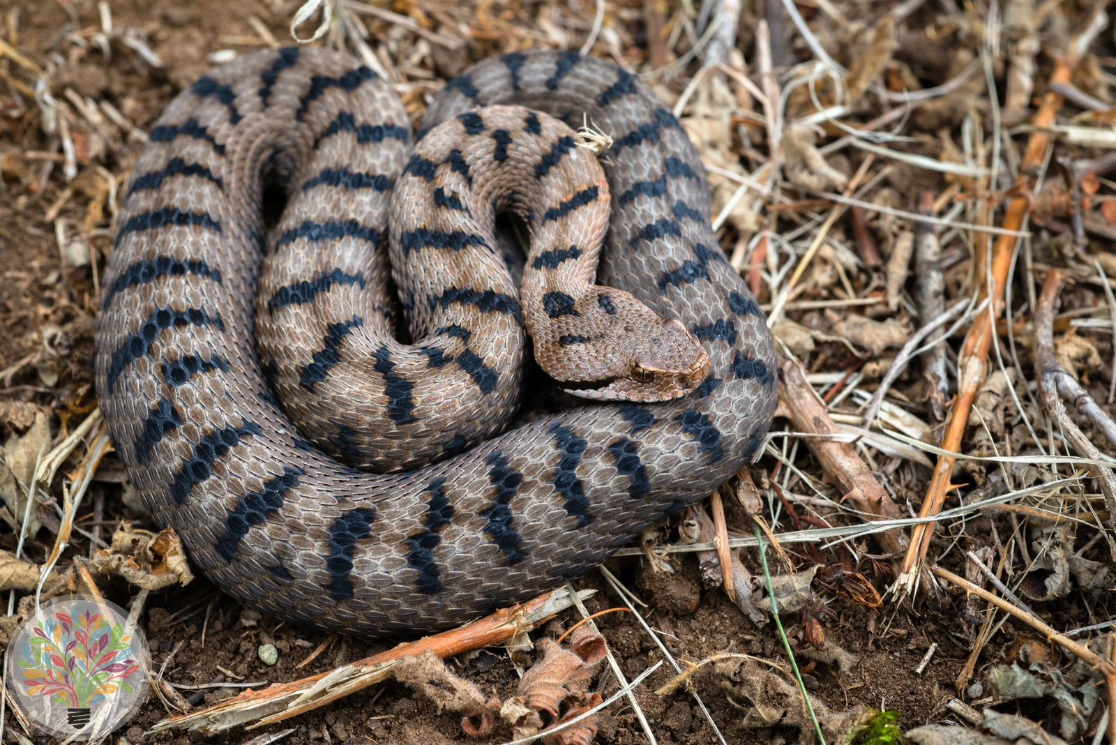 Aspisviper – Bild 2 von 2