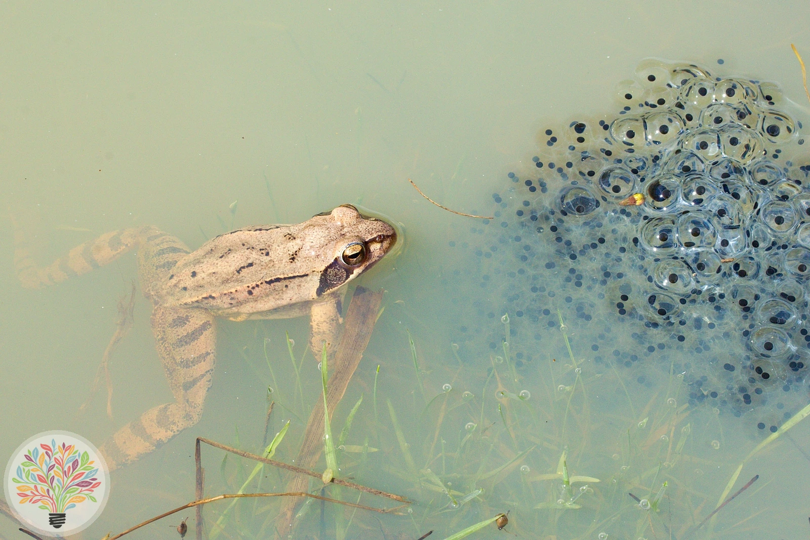 Springfrosch – Bild 4 von 4