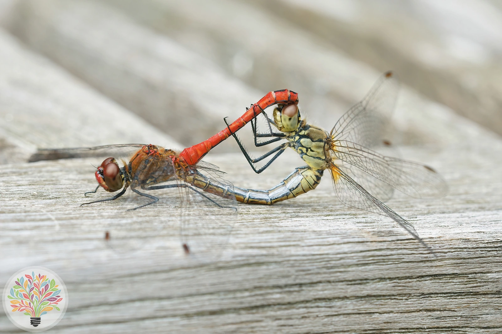 Blutrote Heidelibelle – Bild 3 von 4