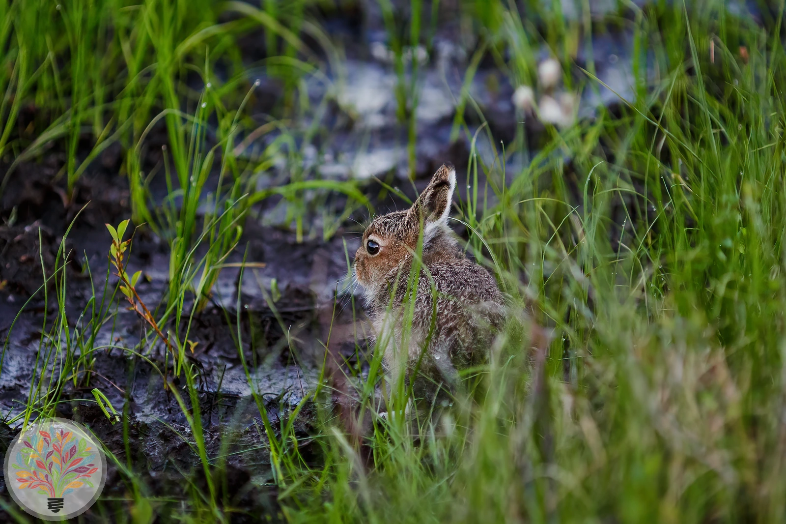 Schneehase – Bild 3 von 5